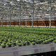 Illustration for article titled Your Future Flu Vaccines Could Be Grown Inside a Tobacco Plant